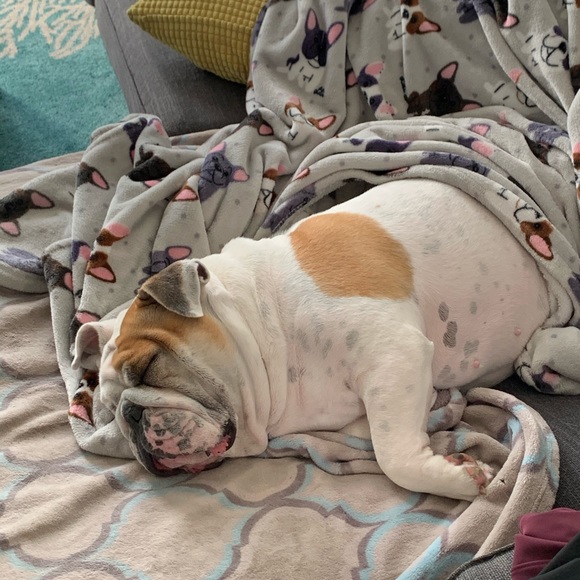 Mother of Bulldogs - Picture 3 of 8